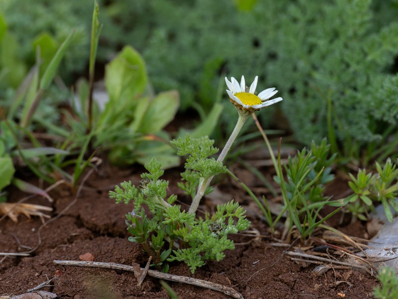 Anthemis rascheyana photo 3