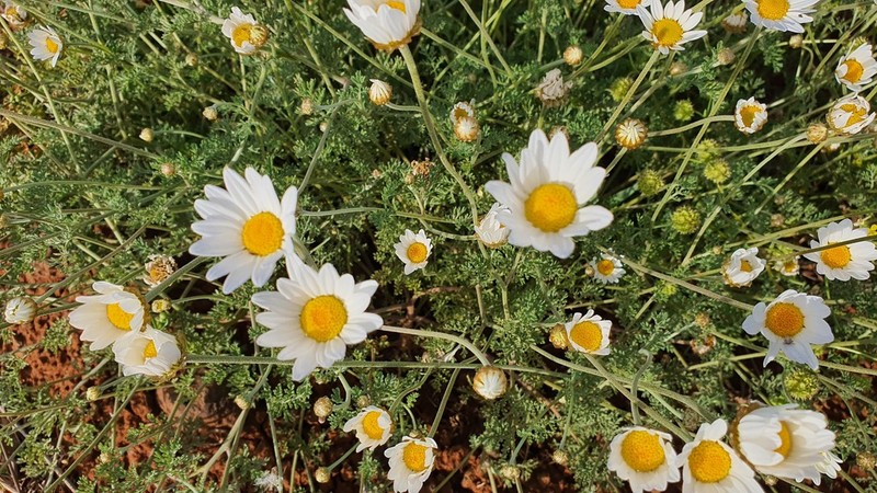 Anthemis rascheyana photo 4
