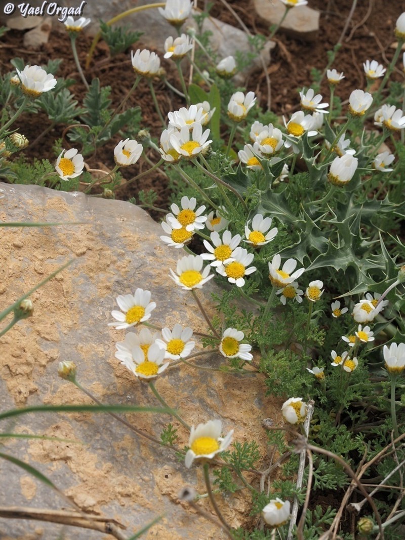 Anthemis rascheyana photo 5