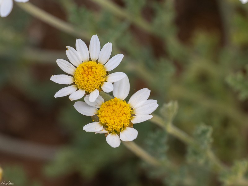 Anthemis rascheyana photo 6