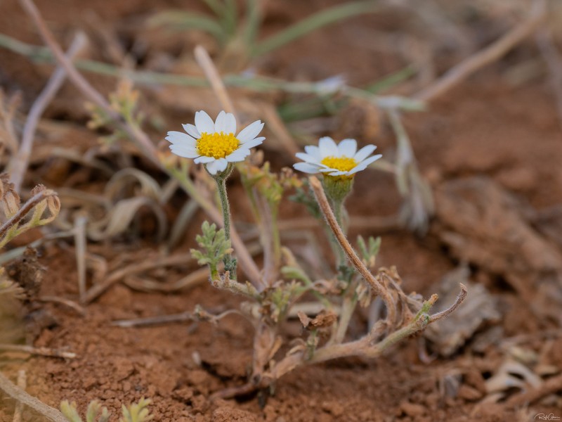 Anthemis rascheyana photo 7