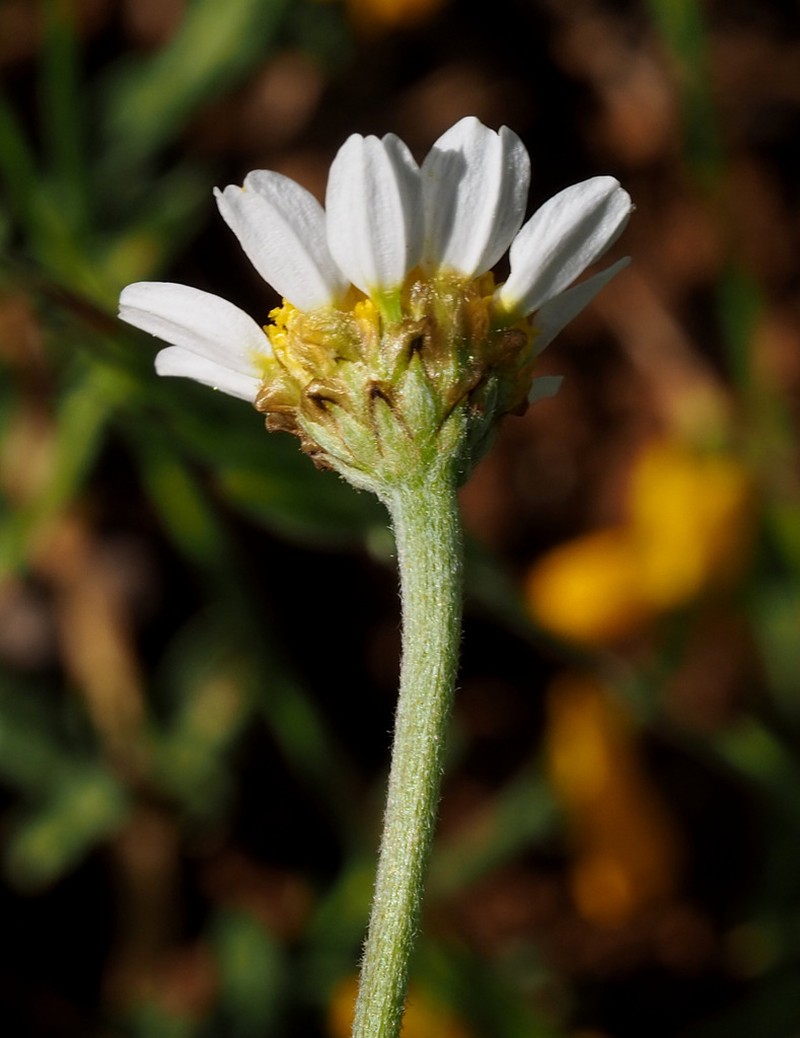Anthemis rascheyana photo 8