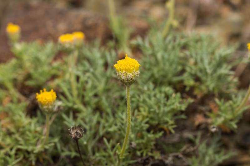 Anthemis rhodensis