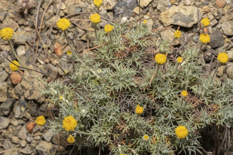 Anthemis rhodensis photo 3