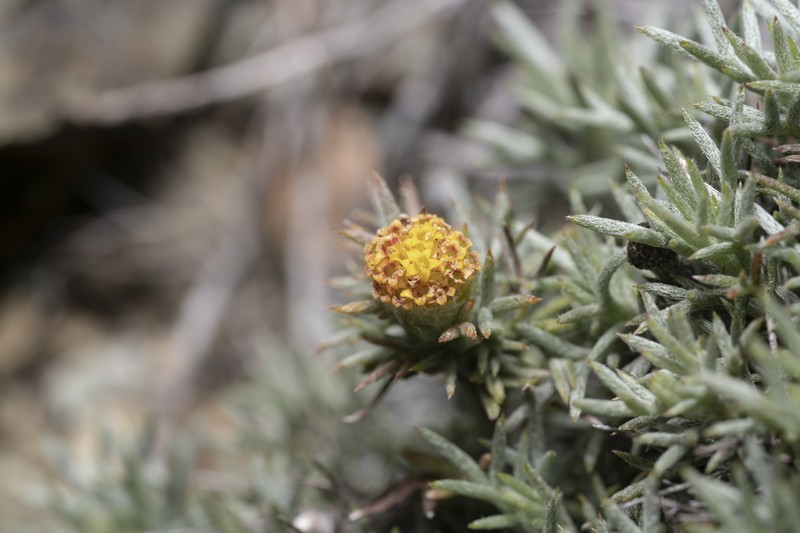 Anthemis rhodensis subsp. pulvinalis