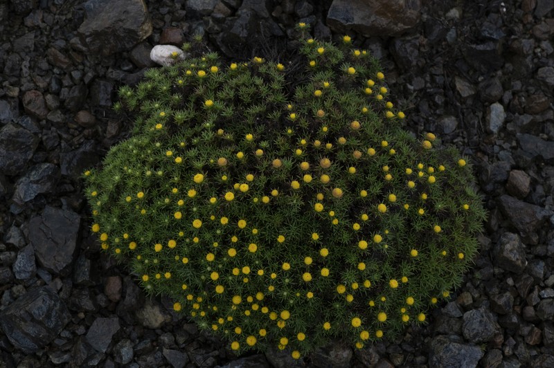 Anthemis rhodensis subsp. pulvinalis photo 2