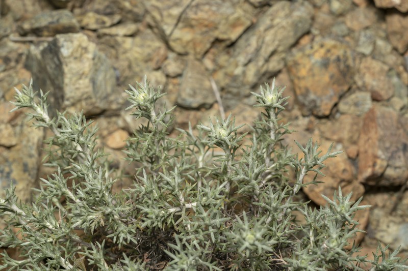 Anthemis rhodensis subsp. pulvinalis photo 3