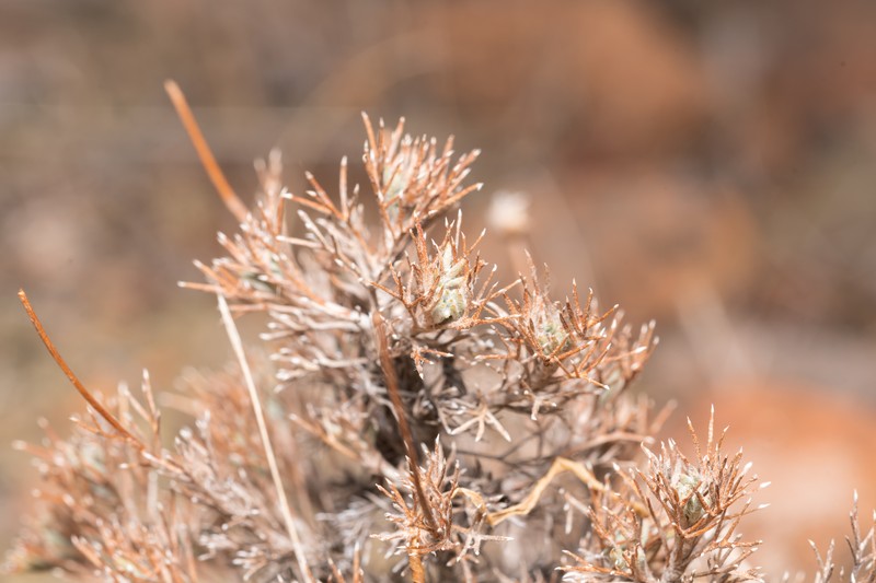 Anthemis rhodensis subsp. rhodensis