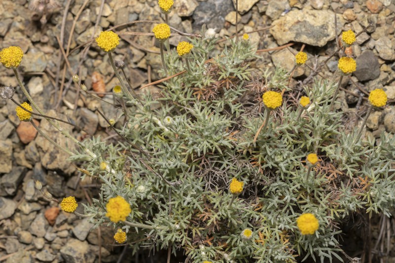 Anthemis rhodensis subsp. rhodensis photo 2