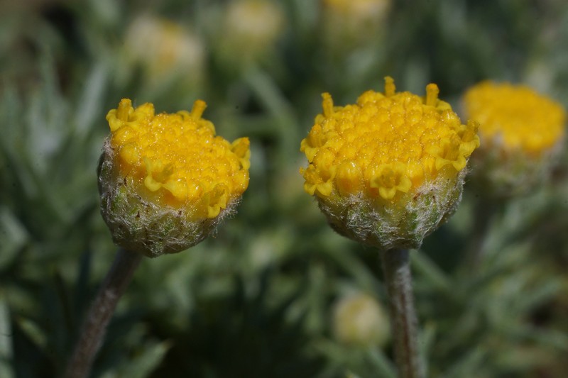 Anthemis rhodensis subsp. rhodensis photo 3