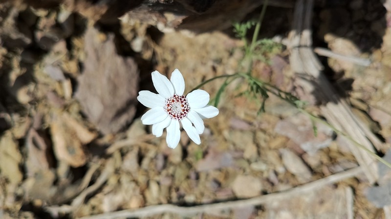 Anthemis rhodocentra