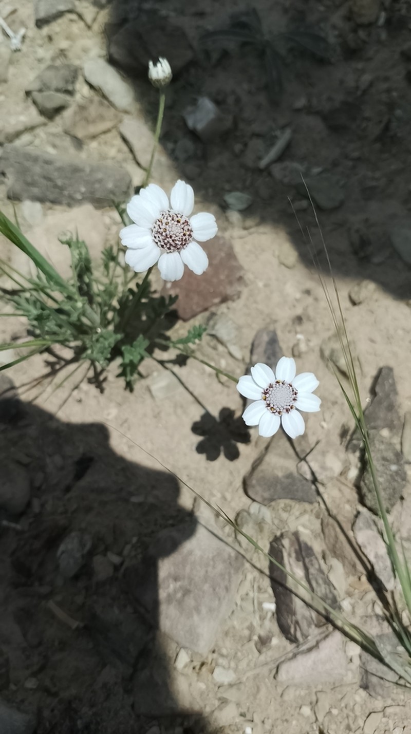Anthemis rhodocentra photo 2