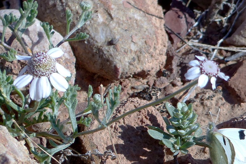 Anthemis rhodocentra photo 5