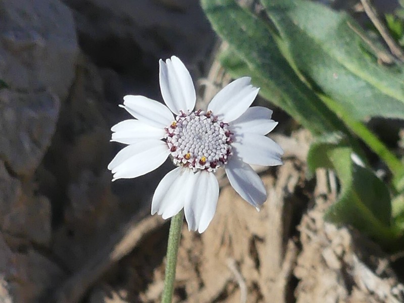 Anthemis rhodocentra photo 7
