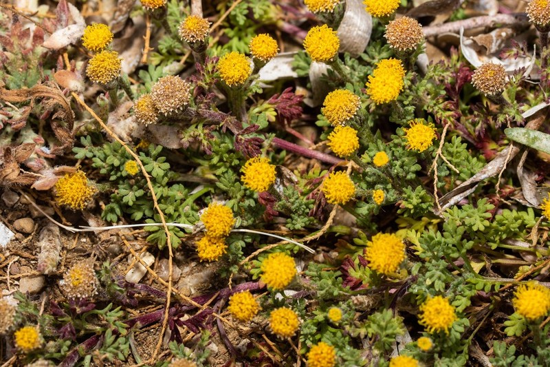 Anthemis rigida