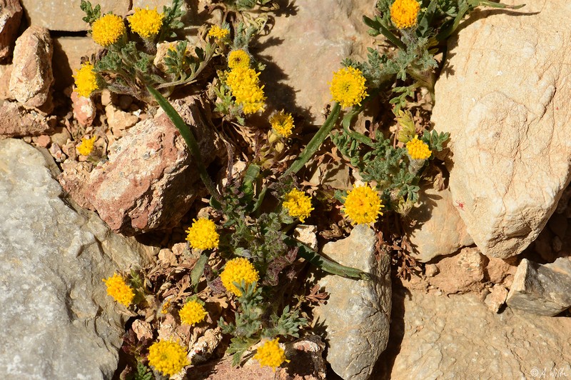Anthemis rigida photo 2