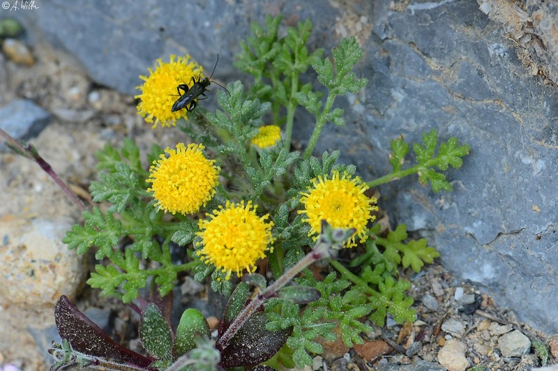Anthemis rigida photo 3