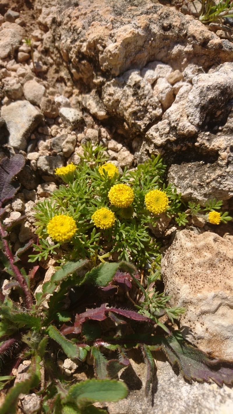 Anthemis rigida photo 4
