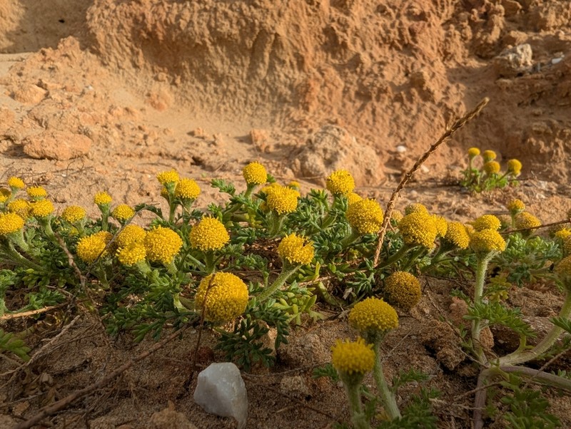 Anthemis rigida photo 5