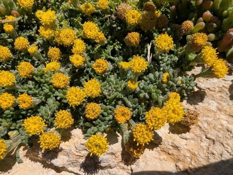 Anthemis rigida photo 6