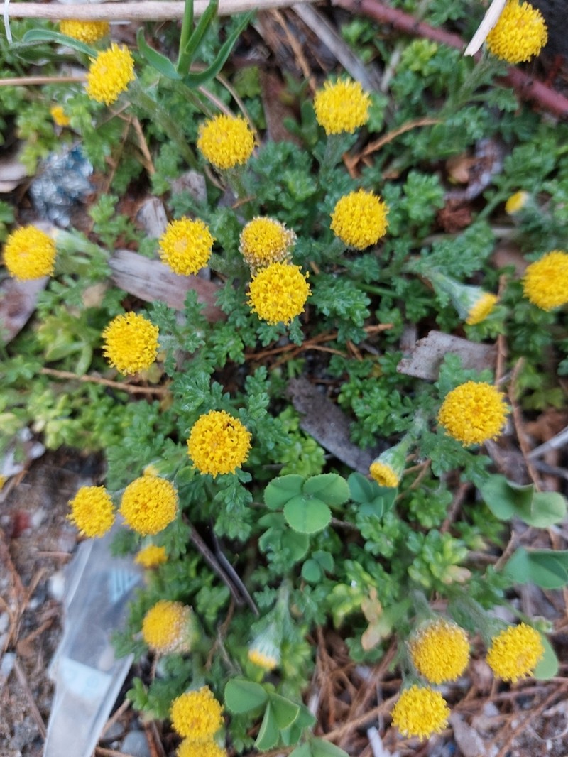 Anthemis rigida photo 8