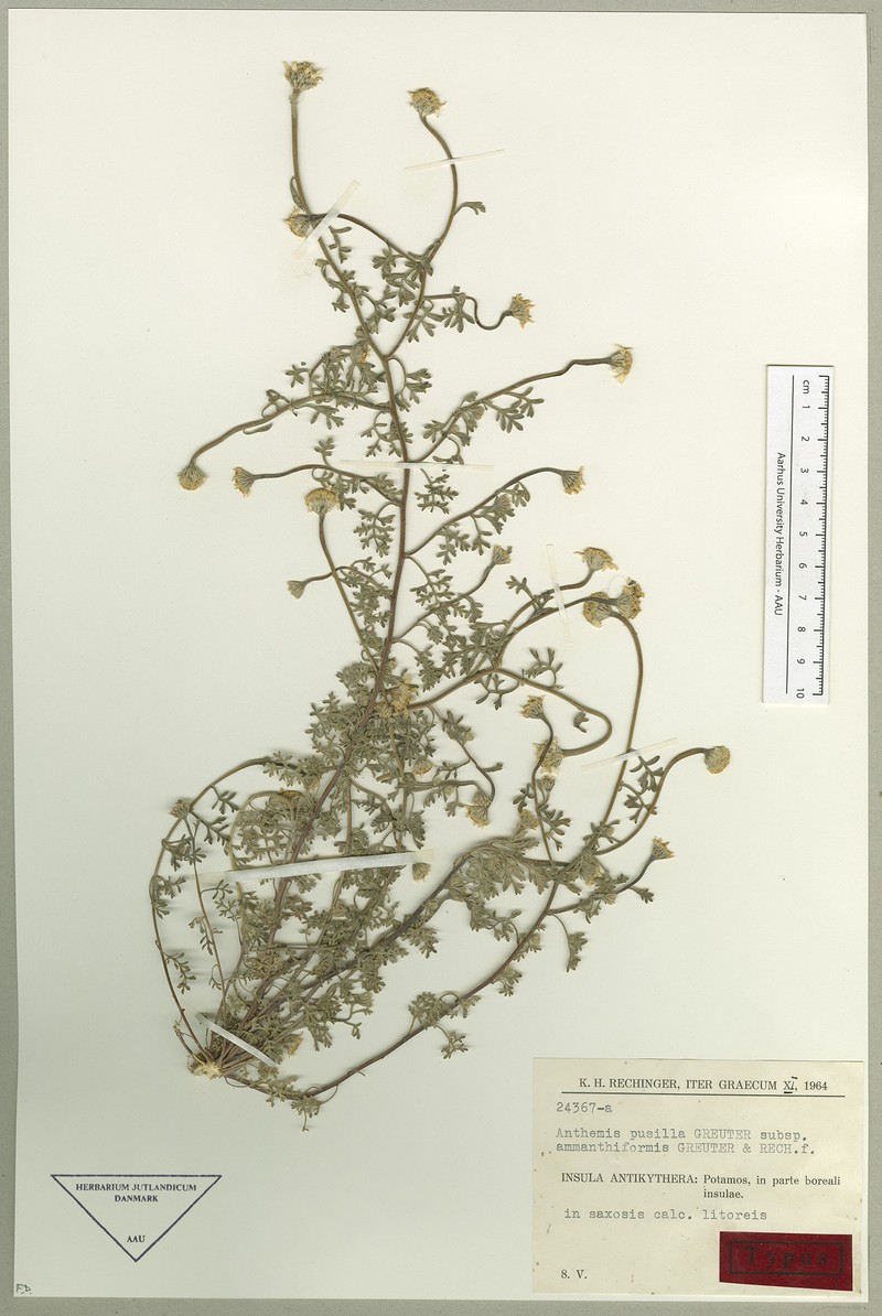 Anthemis rigida subsp. ammanthiformis
