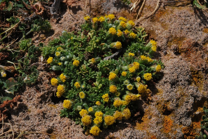 Anthemis rigida subsp. rigida