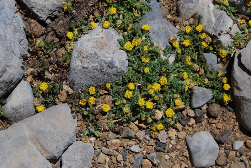 Anthemis rigida subsp. rigida photo 2