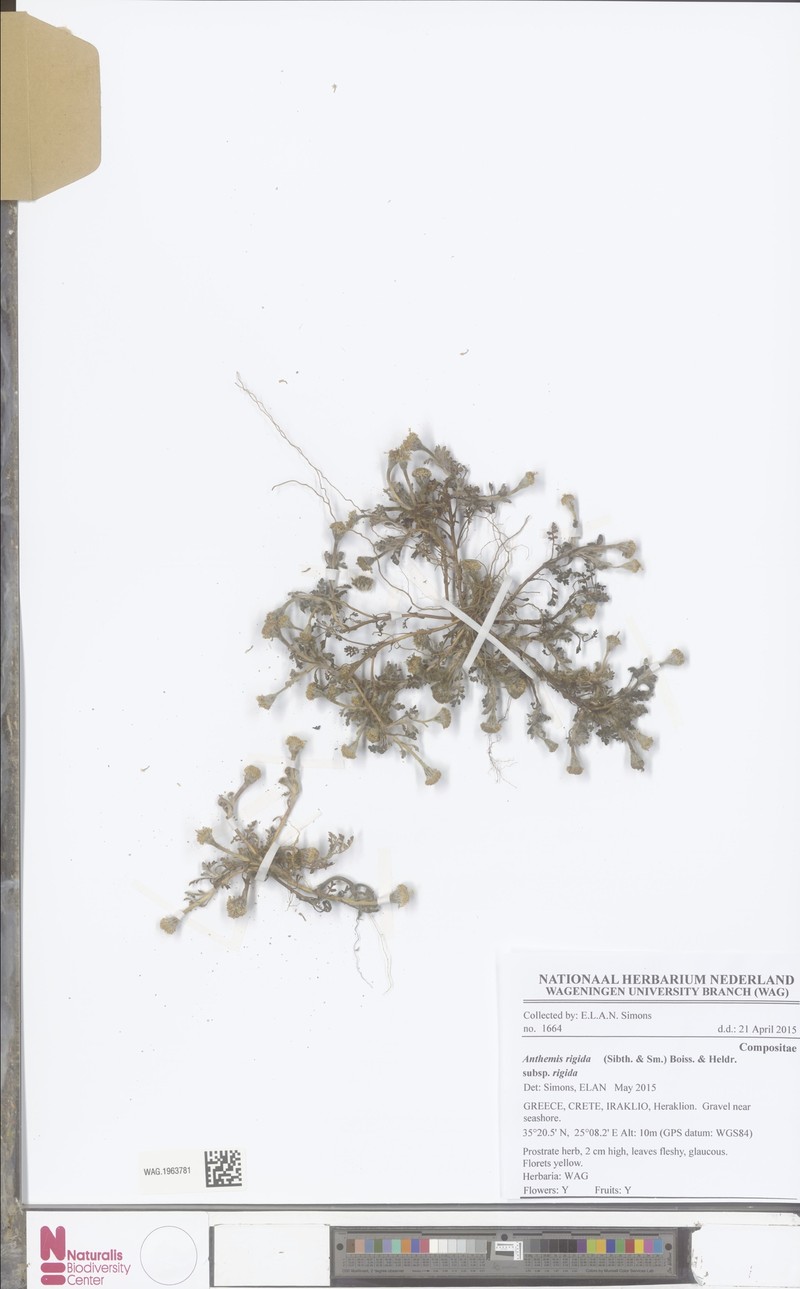 Anthemis rigida subsp. rigida photo 3