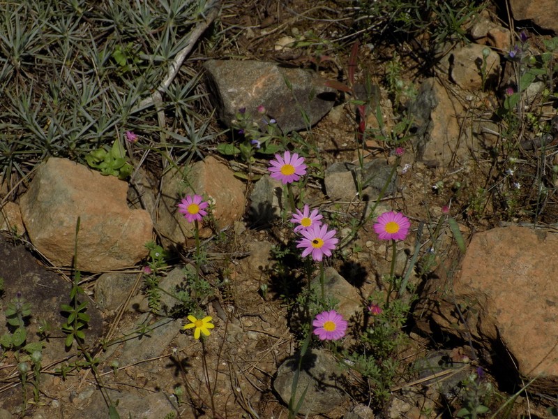 Anthemis rosea