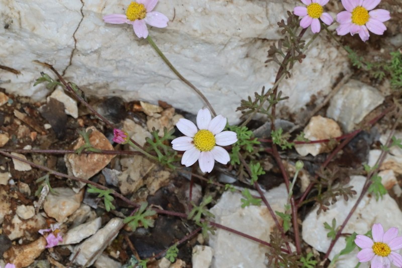 Anthemis rosea photo 2