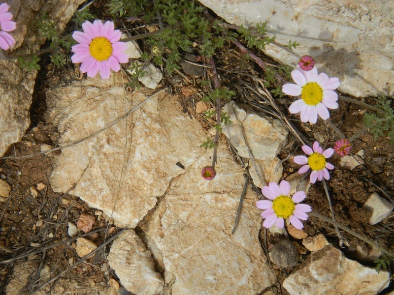 Anthemis rosea photo 3