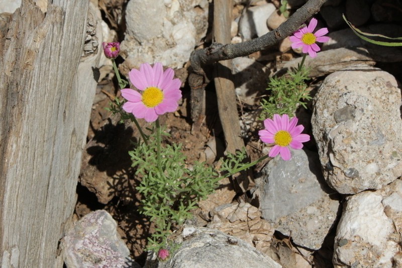 Anthemis rosea photo 4
