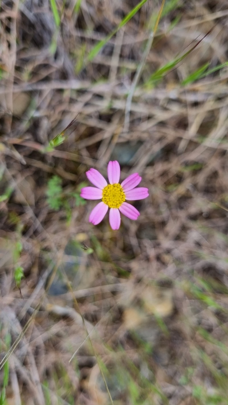 Anthemis rosea photo 5