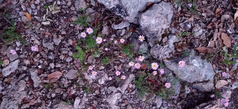 Anthemis rosea photo 6