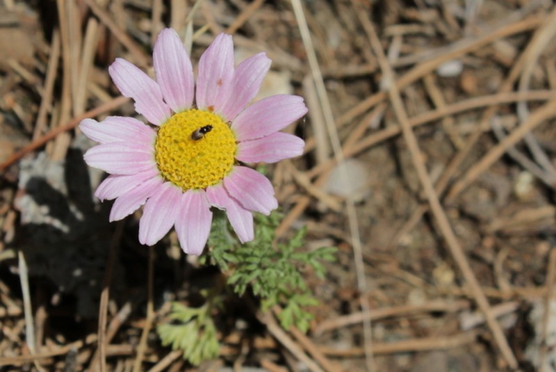 Anthemis rosea photo 7