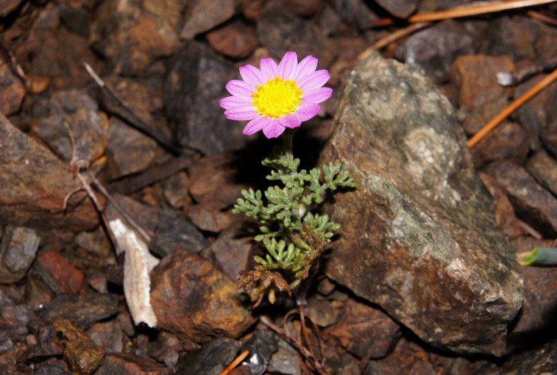 Anthemis rosea photo 8