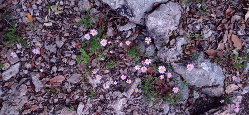 Anthemis rosea subsp. carnea