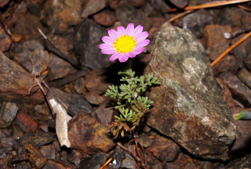 Anthemis rosea subsp. carnea photo 2
