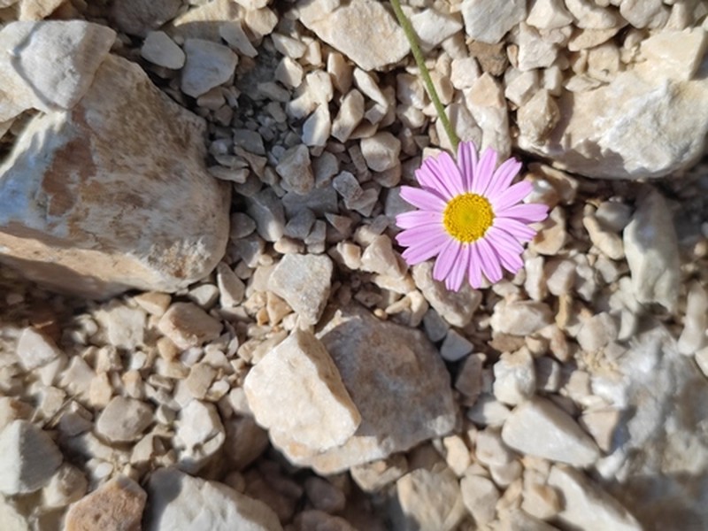 Anthemis rosea subsp. carnea photo 3