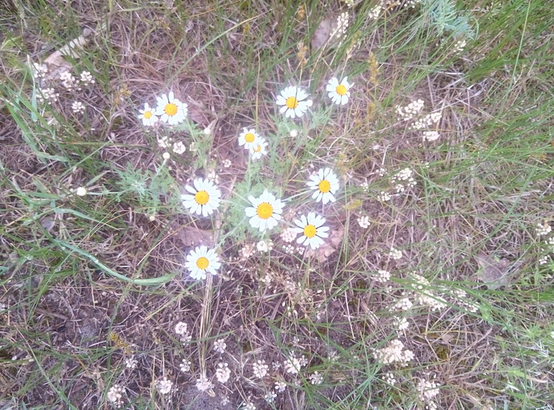Anthemis ruthenica