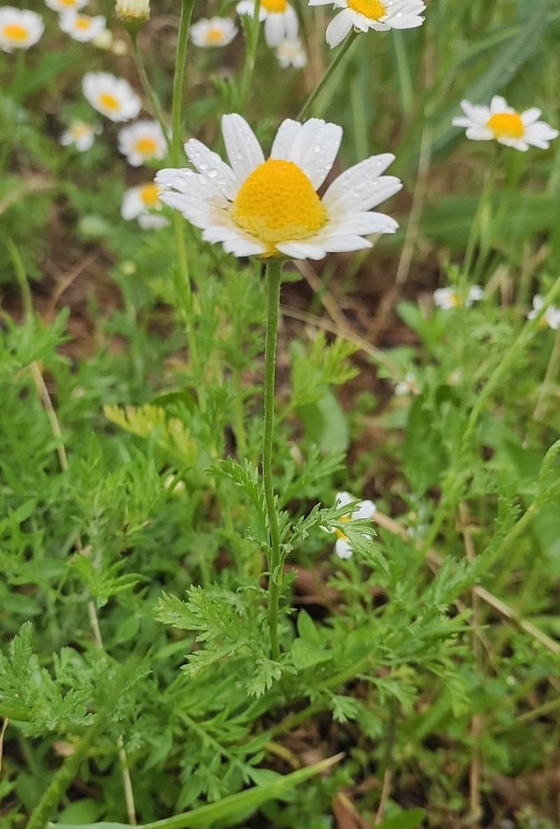 Anthemis ruthenica photo 2