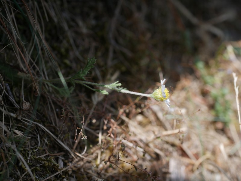 Anthemis ruthenica photo 3