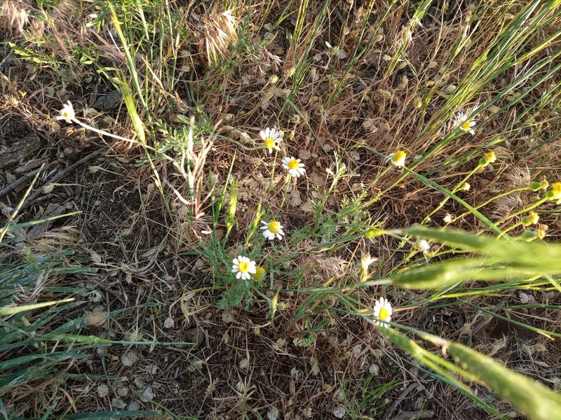 Anthemis ruthenica photo 4