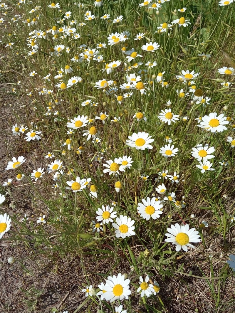 Anthemis ruthenica photo 5