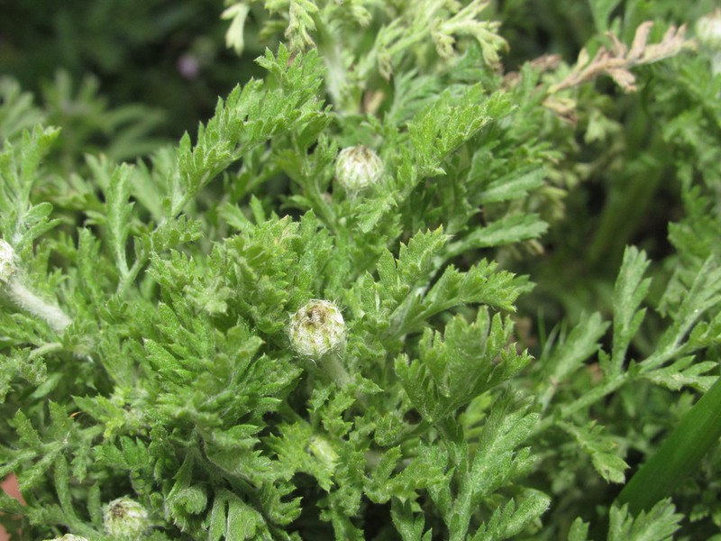Anthemis ruthenica photo 6