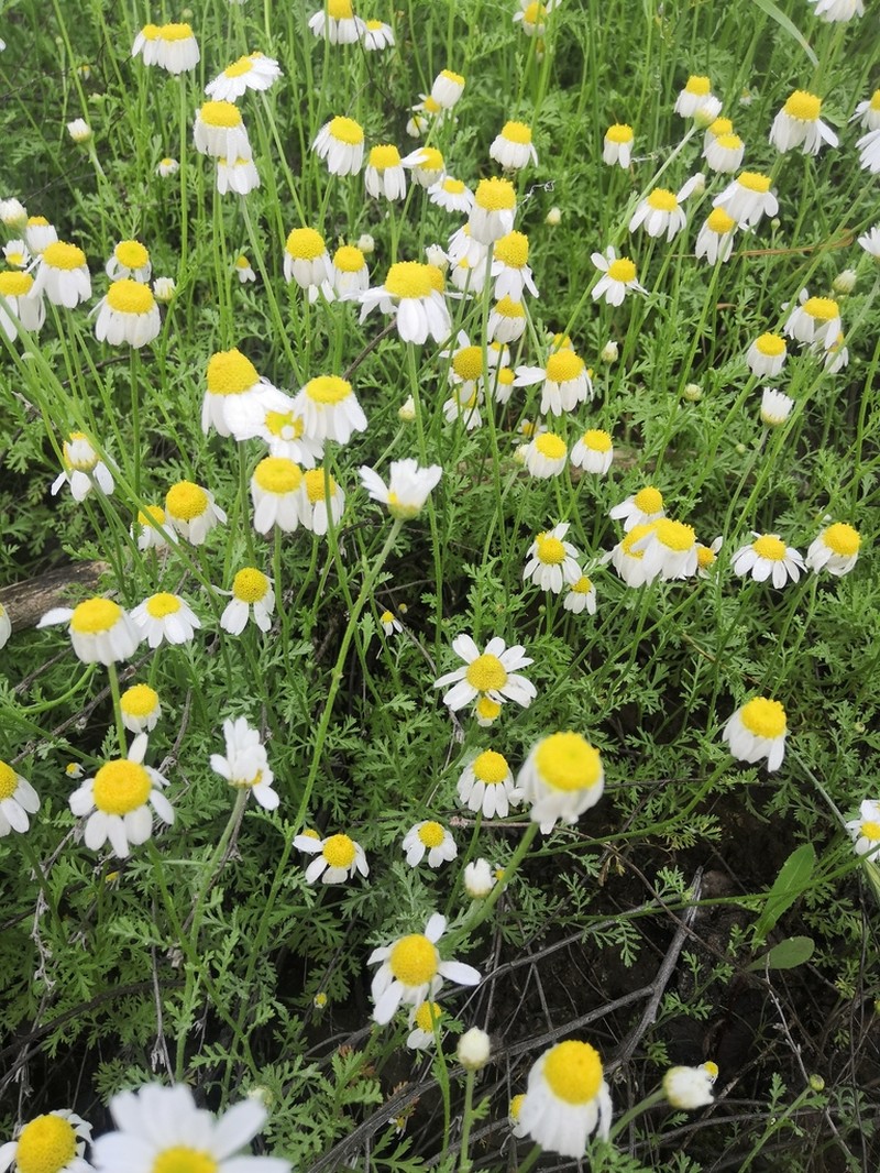 Anthemis ruthenica photo 7