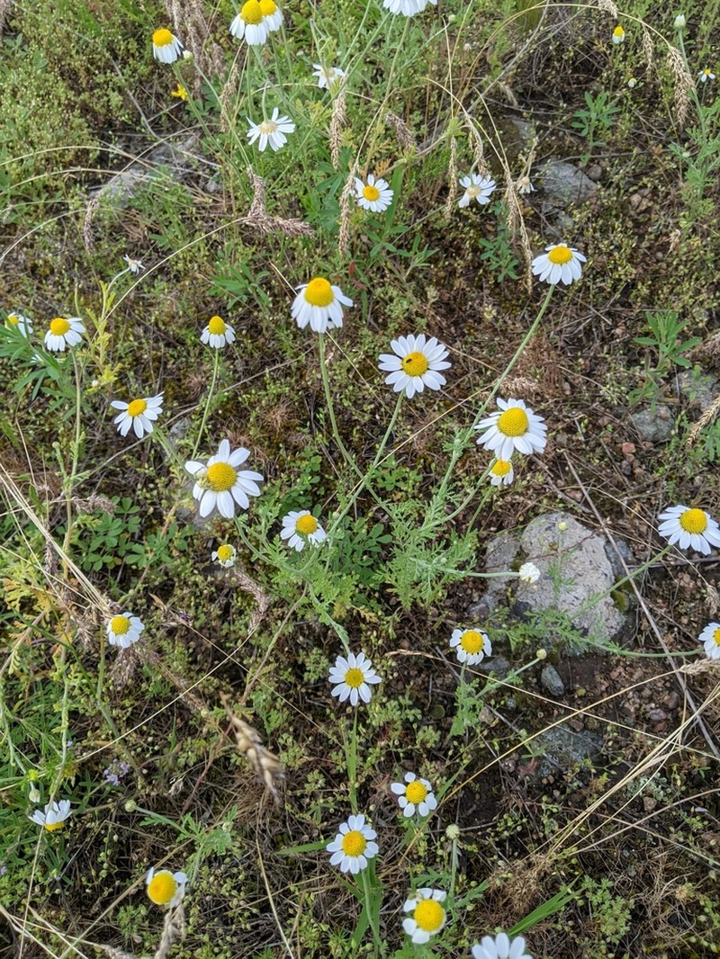 Anthemis ruthenica photo 8