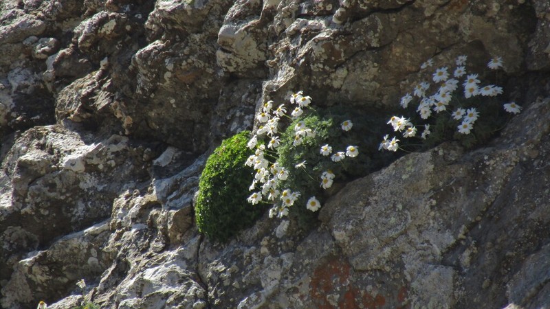 Anthemis samariensis