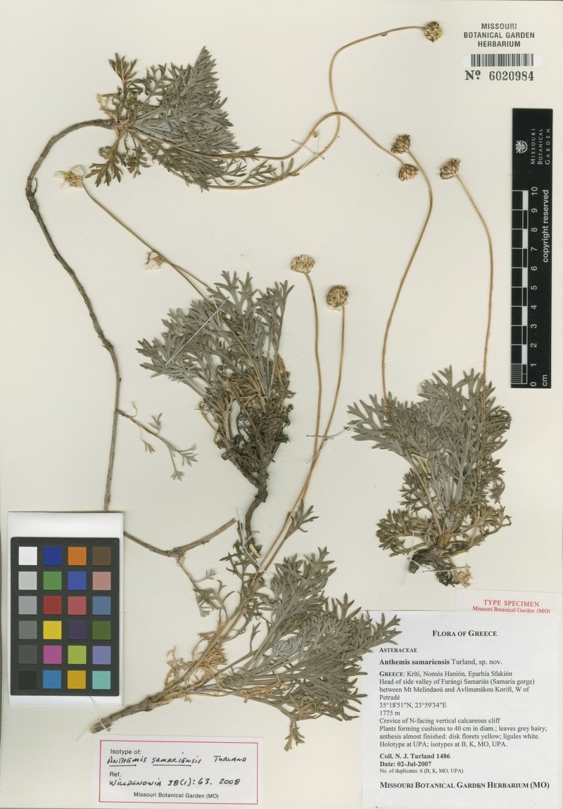 Anthemis samariensis photo 2